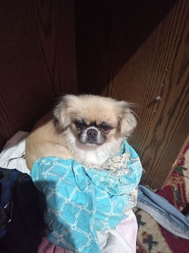 котята в баку бесплатно 2020: Пекинес, Самка, С прививками — 3