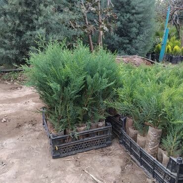 bitki satışı: Leylandra tingi - Növ: Thuja/ardıc tipli dekorativ iynəyarpaq — 1