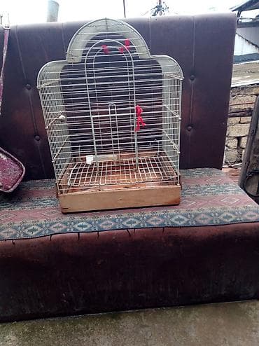 tap az pisik: Quş qəfəsi – metal karkaslı, taxta altlıqlı - Forma: üst hissəsi — 2