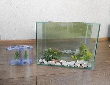 Digər heyvanlar: Akvarium Diqqət Arxa Şüşəsi Güzgüdür balıq az olsa çox göstərir + — 3