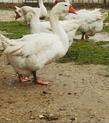 ucuz it satisi: Dişi, Damazlıq, Ödənişli çatdırılma — 6