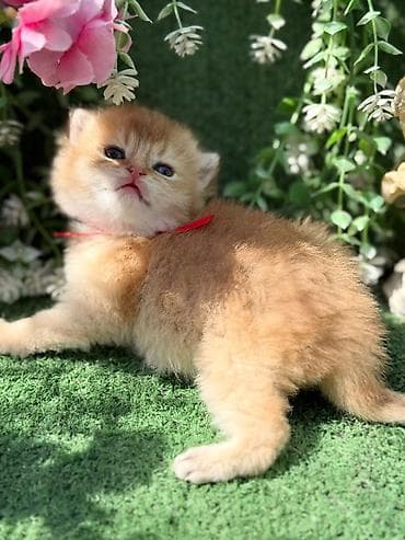 pişik geyim: Fars — 4