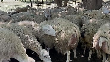 qoyun paltarlari: Südəmər qoyunlar – süd istiqamətli sürü - Süd verimi yüksək, iri — 5