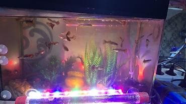2 eded avkarium satilir komplekt sekildedi her birinin ici tam doludu