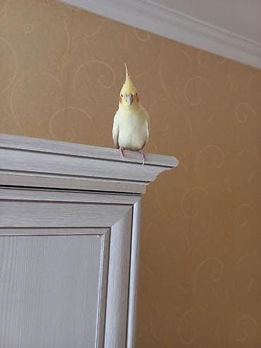 korella quş: Növ: Nimfa (Cockatiel), sarı/albino rəng çaları Xüsusiyyətlər: - Başda — 5