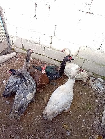 ev heyvan adlari: Erkək, | Lal ördək, Ətlik, Ödənişli çatdırılma — 6