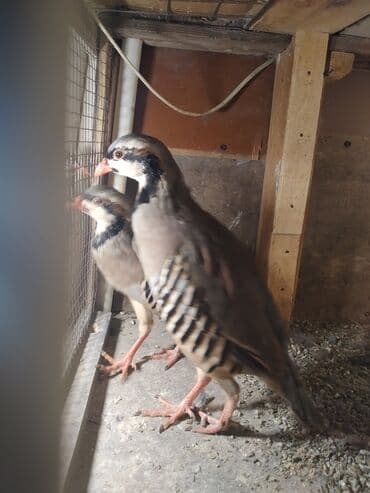 keçi buynuzu qiyməti: Bir illik kəklik 4 ədədi satılir dişidi biri 27 man istəyən olsa — 2