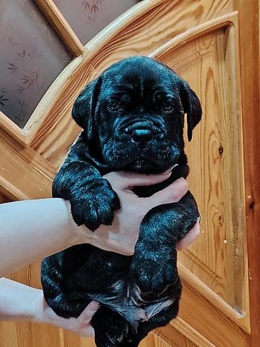 doberman itləri: Kane-Korso, 1 ay, Sənədli, Ünvandan götürmə, Pulsuz çatdırılma, Rayonlara çatdırılma — 3