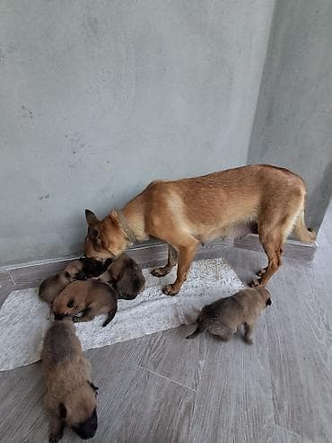 erkey danalar: Belçika çoban iti, 1 ay, Erkek, Peyvəndli, Ünvandan götürmə, Pulsuz çatdırılma — 6