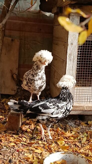 hinduşqa yumurtası: Toyuq, Yumurtalıq — 1