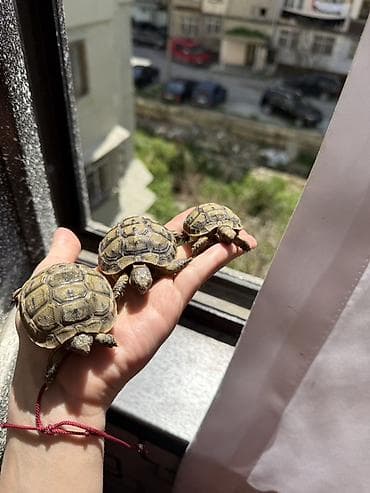 tısbağa balası: Quru tısbağa balaları – evdə saxlanmağa uyğun — 9