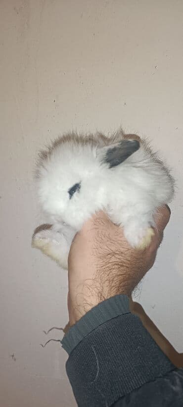 Karlik dovşan satılır. Tam sağlam bitsiz birəsiz 100% ev dovşanıdır