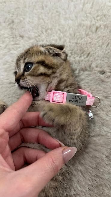 pişik pers: Şotland — 3