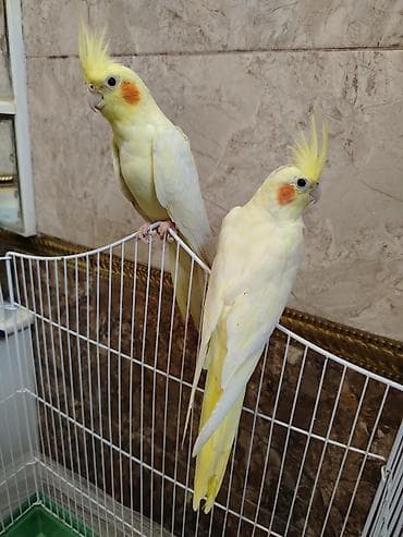 tutu quşu: Nymph parakitləri (Cockatiel) – lutino rəng mutasiyası olan cüt - — 1