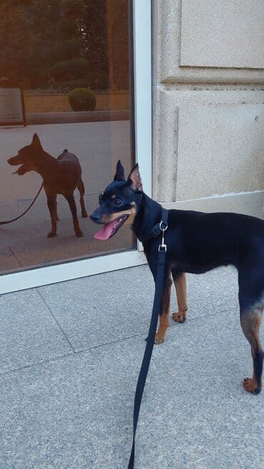 Heyvanlar üçün mallar: Miniatür pinçer, Peyvəndli — 9