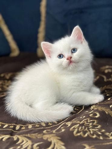 Ağ tüklü balaca pişik balası - Rəng: tam ağ, yumşaq və sıx tüklər -