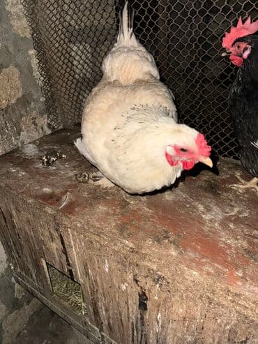 toyuq novləri: Brama Toyuq 1 eded qalib — 3