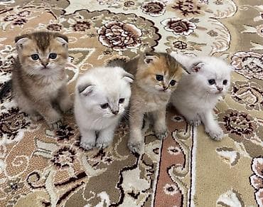 pişik cutlesdirmek: Şotland — 2