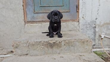 balaca it şəkilləri: Kane-Korso, 2 ay, Erkek, Peyvəndli — 5