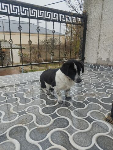 boo собака цена: Звонок, 8 месяцев, Самка — 4