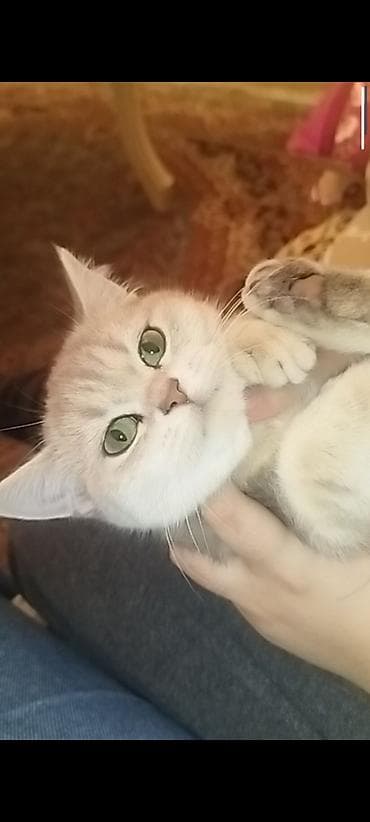 pişim: Yaxşı əllərə — 4