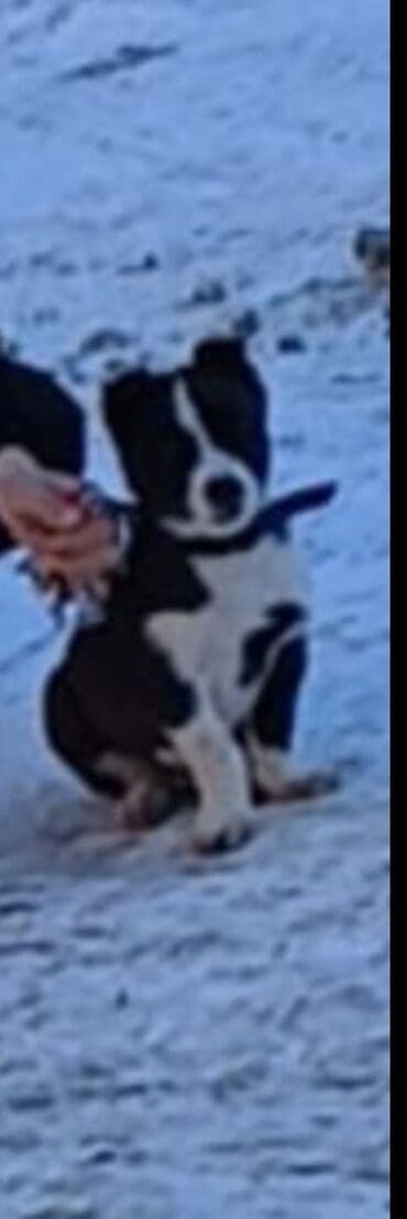 Balıq: Qara-ağ rəngli balaca it – gözəl simmetrik ağ nişanələr, sinə və — 1