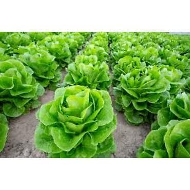 2 otaq: Rukolla var . Yalnız whatsappda yazın — 3