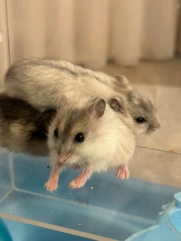 qizil baliq satisi: Məhsul: Cırtdan hamsterlər (Djungarian/qarışıq rənglər) Təsvir: - — 1