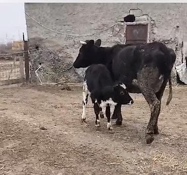 tap.az danalar: Dişi, il: 2, 520 kq, Südlük, Ünvandan götürmə — 4