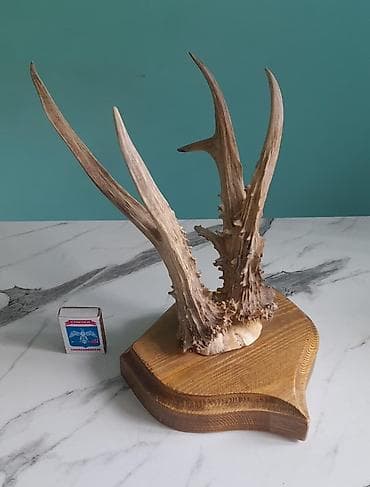 Pastel dəstləri: Təbii maral və ceyran buynuzları – dekorativ kolleksiya Məhsul — 6