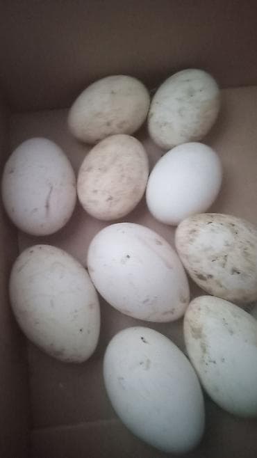 hinduska yumurta: Qaz yumurtası teze mayilli 1.50 qepik 0559402388 - Yumurtalar iri — 2