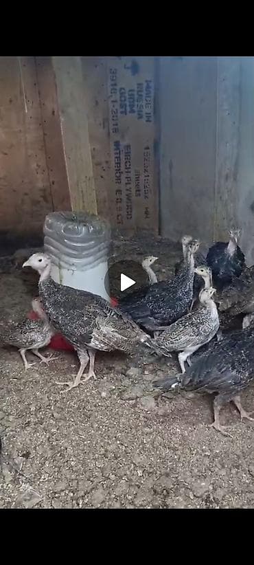 ev heyvanları satışı: 20 yədə 30 da var 14 ədədir real alicı yazsın amayacaqsızsa yazmayın — 2