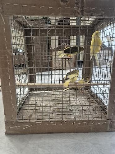 qartal sekilleri cekmek: 4 eded erkey — 6