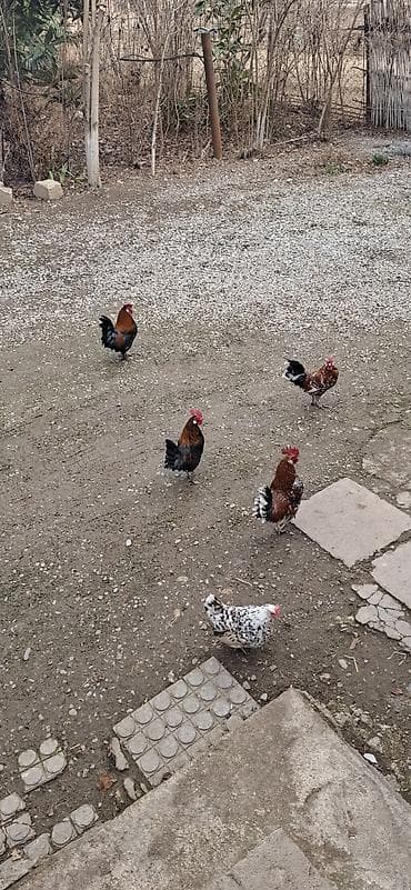 Toyuq, Yumurtalıq, Ünvandan götürmə, Ödənişli çatdırılma, Rayonlara çatdırılma lalafo.az -da Toyuq, Yumurtalıq, Ünvandan götürmə, Ödənişli çatdırılma, Rayonlara çatdırılma