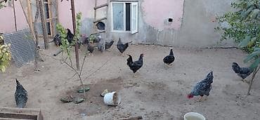 Toyuq, Damazlıq