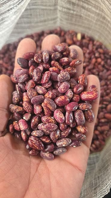 çilədağı bitkisi rus dilində: Topdan satiw — 2