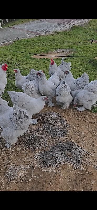 quşlar: Toyuq, Brama, Damazlıq — 2