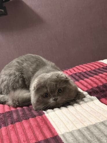 ev pişiyləri: Şotland yastı qulaq — 1