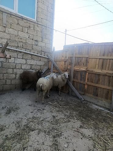 erkək quzu: Erkey quzu — 3
