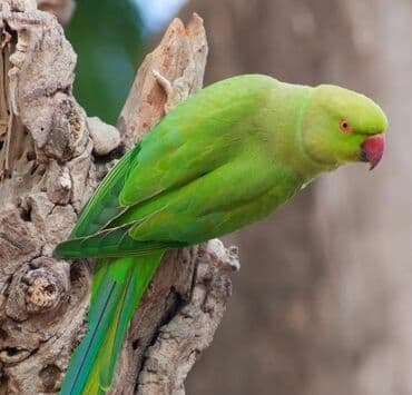 geref qusu rus dilinde: Ojeriliviy təzə balalar — 4