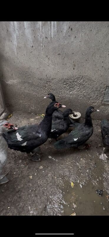 Dovşanlar: Salam 4 qara zumrudu feresi 1 dene qara zumrudu erkeyi 2 dene — 2