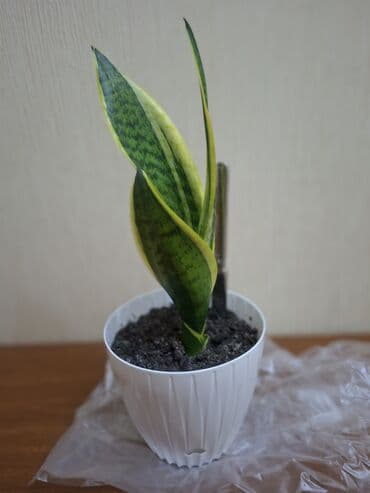 otaq yoldawi: Sansevieriya "Laurentii" Kök atmış sansevieriya (qaynana dili) — 2
