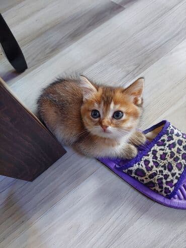 купить шотландского котенка: Шотландская, Самка, В добрые руки, Самовывоз — 3