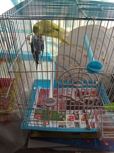 it yemi satilir: Tutuquşu cütü qəfəs aksessuarlari ilə birlikdə 37 man. çatdırılma — 3
