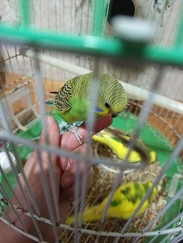 Məhsul: Dalmatin və klassik rəng çalarlarında (yaşıl-sarı, mavi-ağ