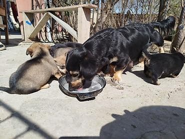 itlerin satişi: Əla növ qulaği sallağ zvanoklar satilir 7 ədəd di 3 həftəlikdirlər — 7