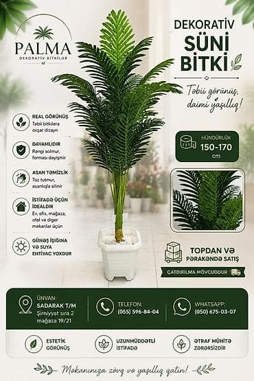 gullərin satışı: 🌿 PALMA – dekorativ bitkilər Evinizə, ofisinizə və digər məkanlara — 1