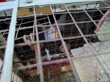 tuk tuk mmc: Salam umumi 10 qusdur 2 çütdür 6 si ise tek tek sekillerdede var cut — 7