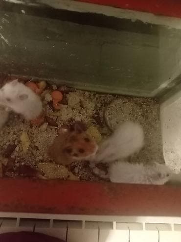 Satılır ata bala anası itib