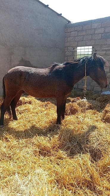 berde mal bazari 2019: Qəhvəyi rəngli at - Növ: At - Rəng: Tünd qəhvəyi, qara yalı və — 2